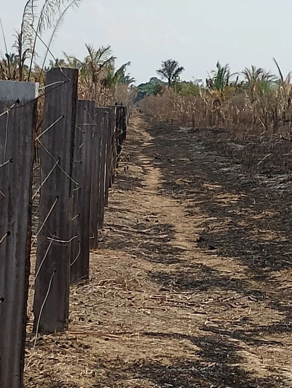 FAZENDA 200 hectares  - Foto 2