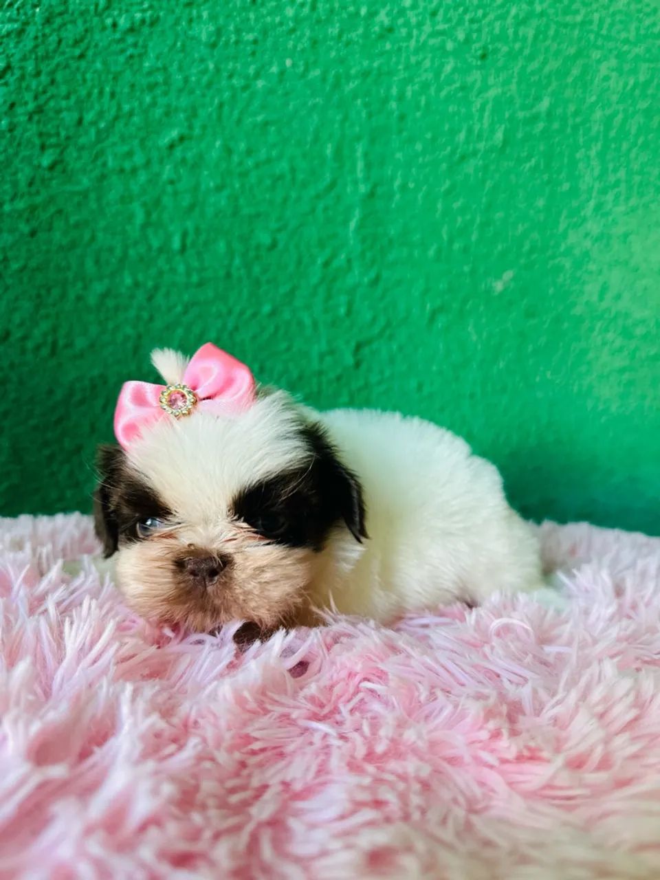Filhotes de shihtzu  - Foto 4