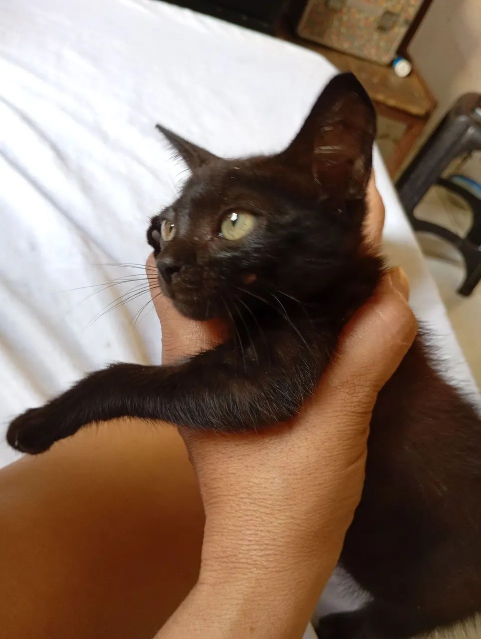 Gatinha fêmea 
