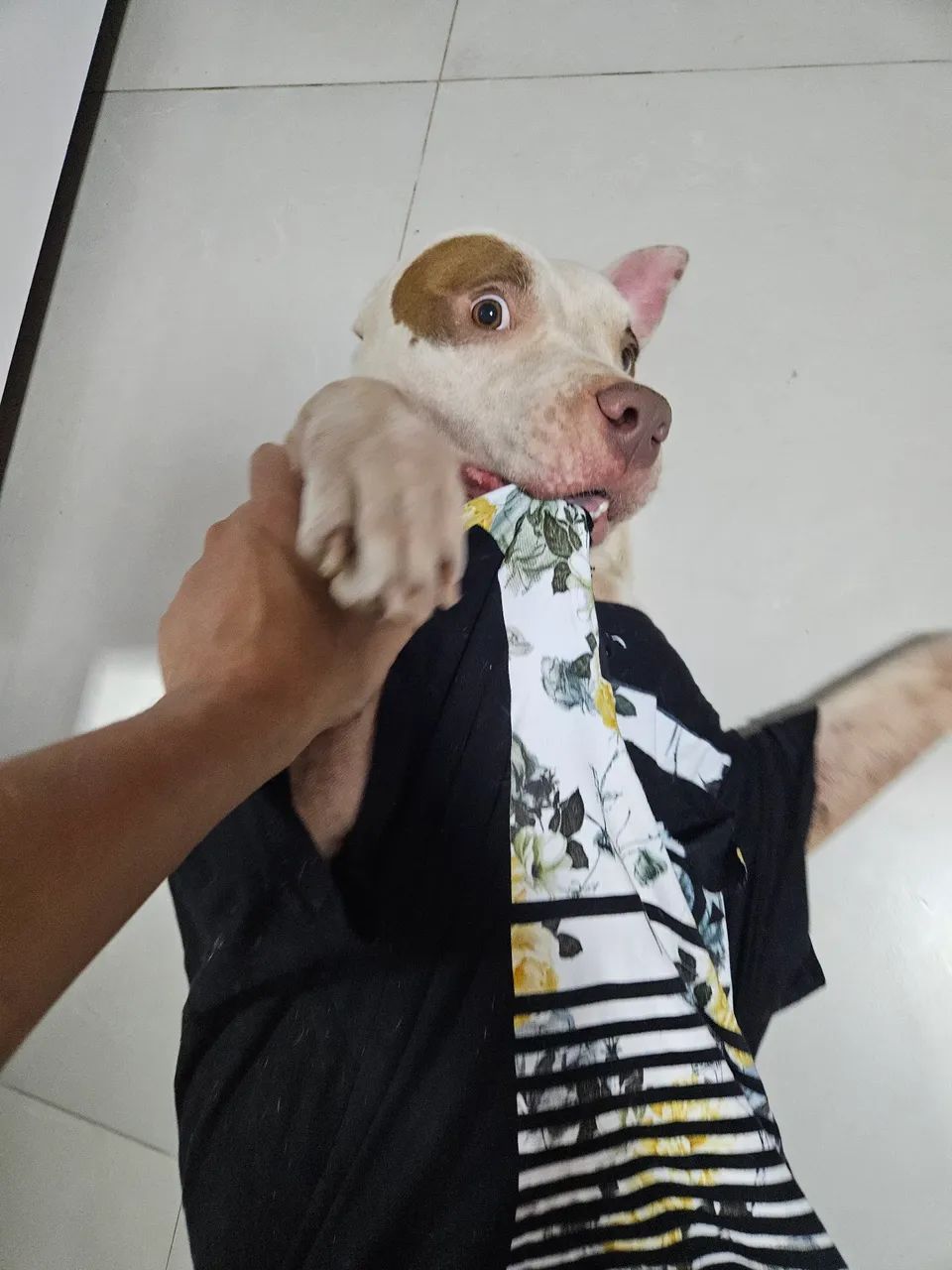 Cão para adoção  - Foto 3