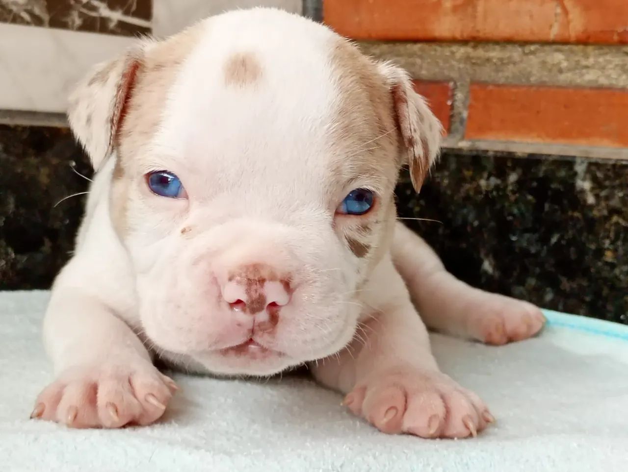 Filhotes American bully  - Foto 4