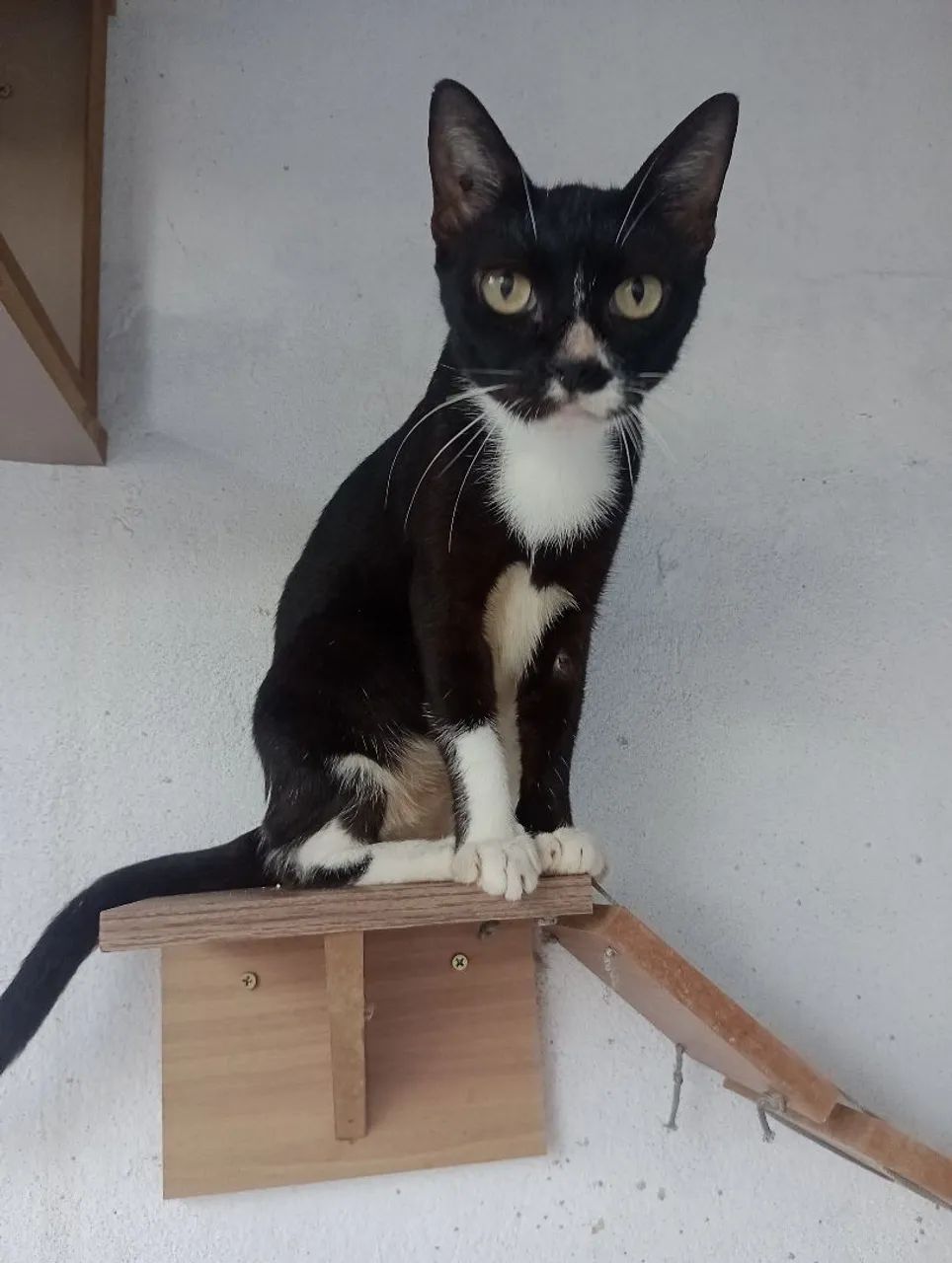 Adoção responsável  - Foto 2