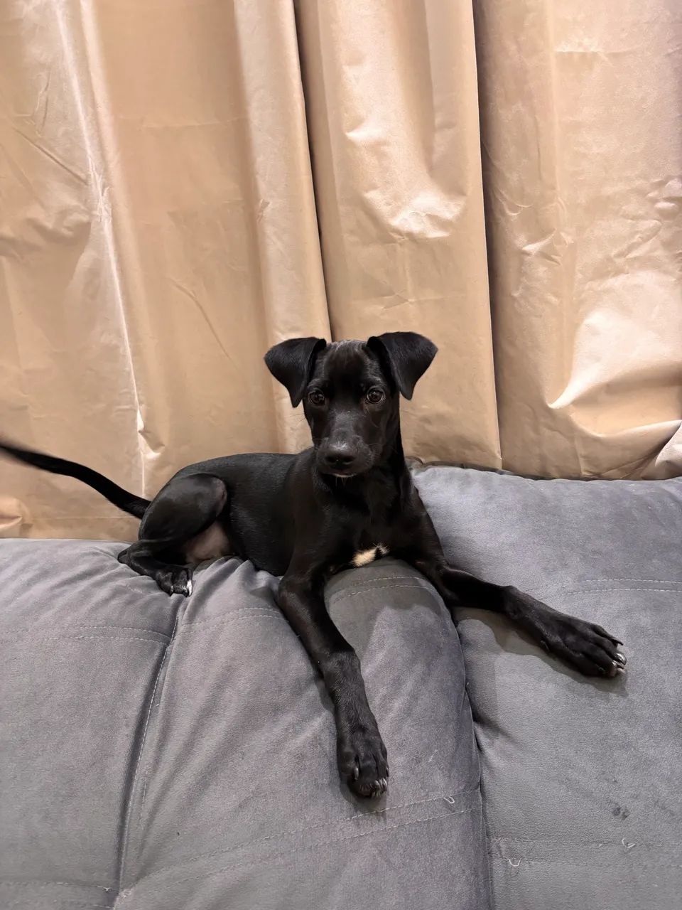 Doação de Cachorro 
