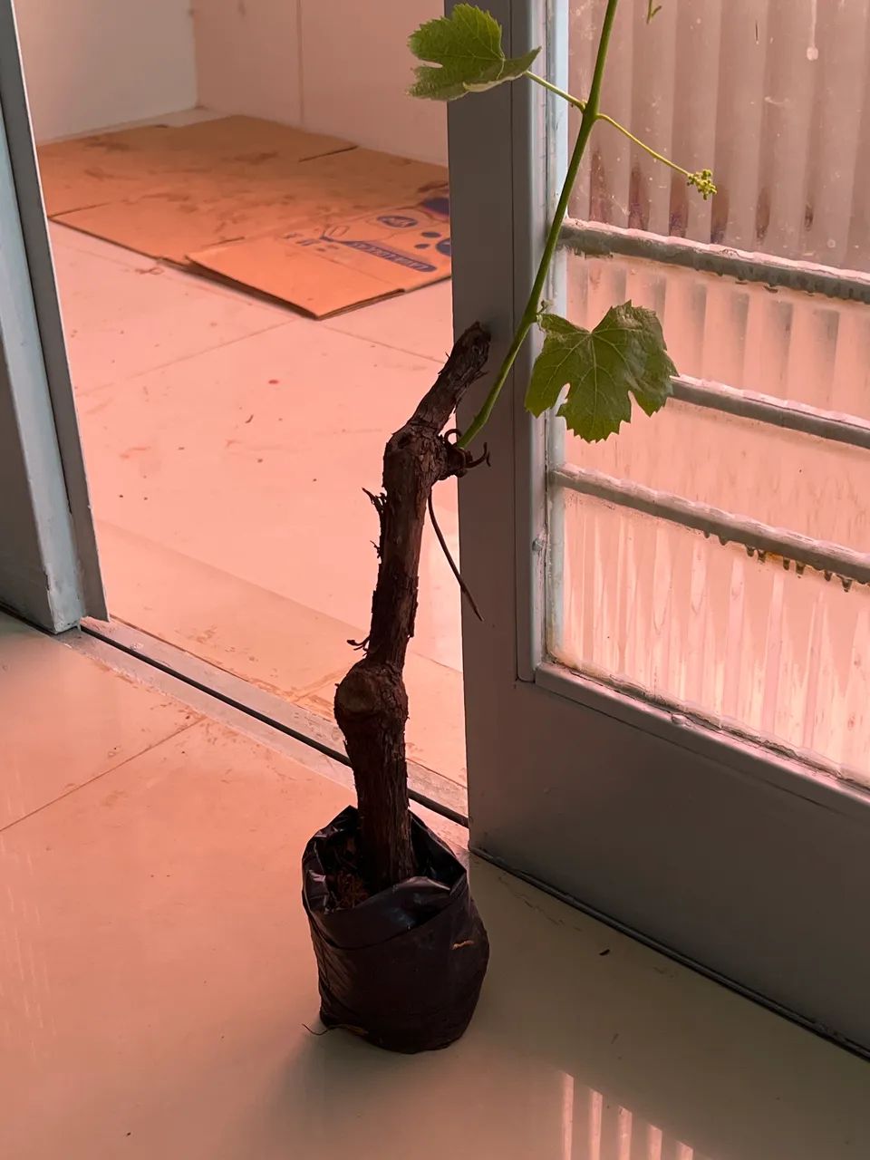 Mudas de uva Niágara roxa doce - Foto 5