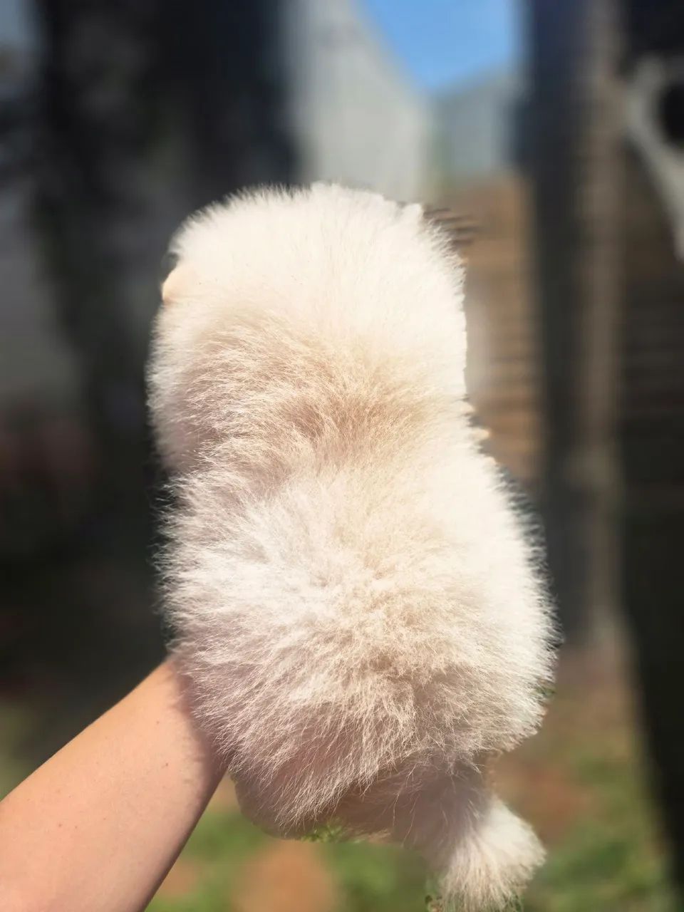 Spitz alemão ursinho macho - Foto 4