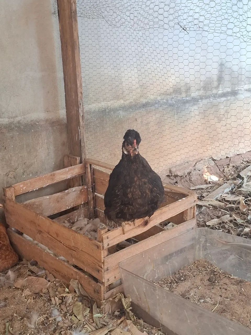 Galinha garnizé - Foto 2