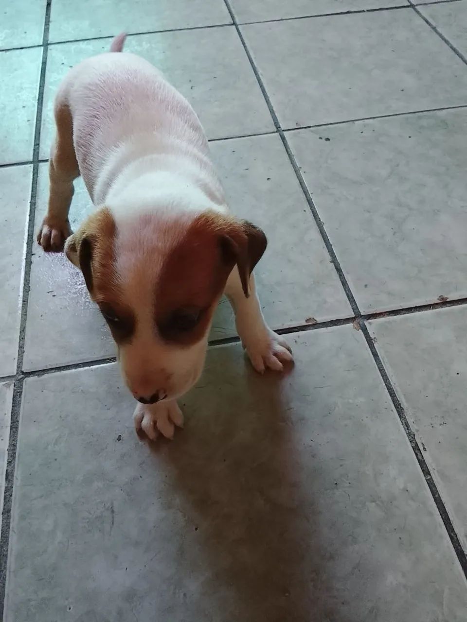 Cachorro Pastor Alemão Mestiço  - Foto 4
