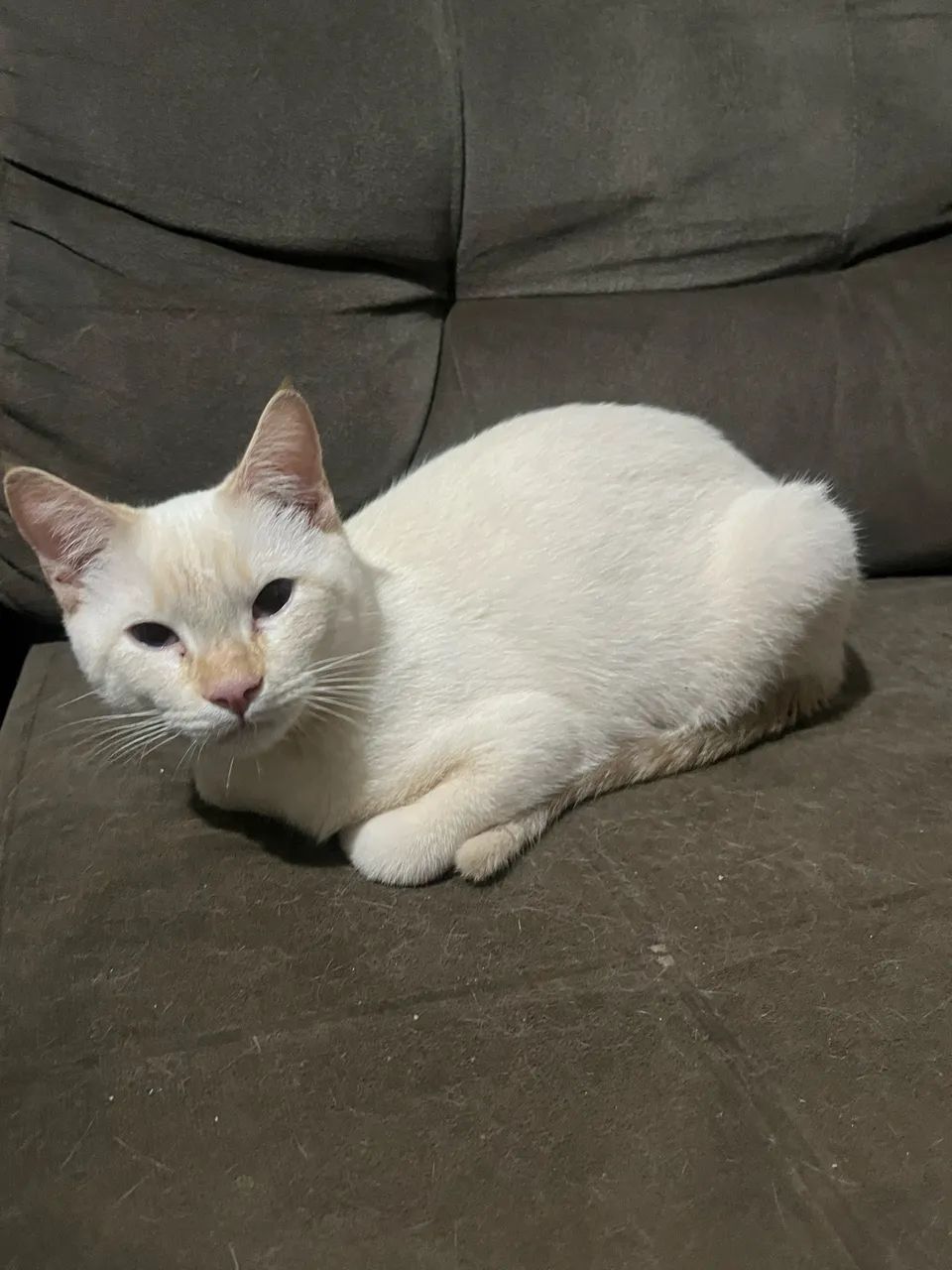 Doação de um gatinho macho  - Foto 3