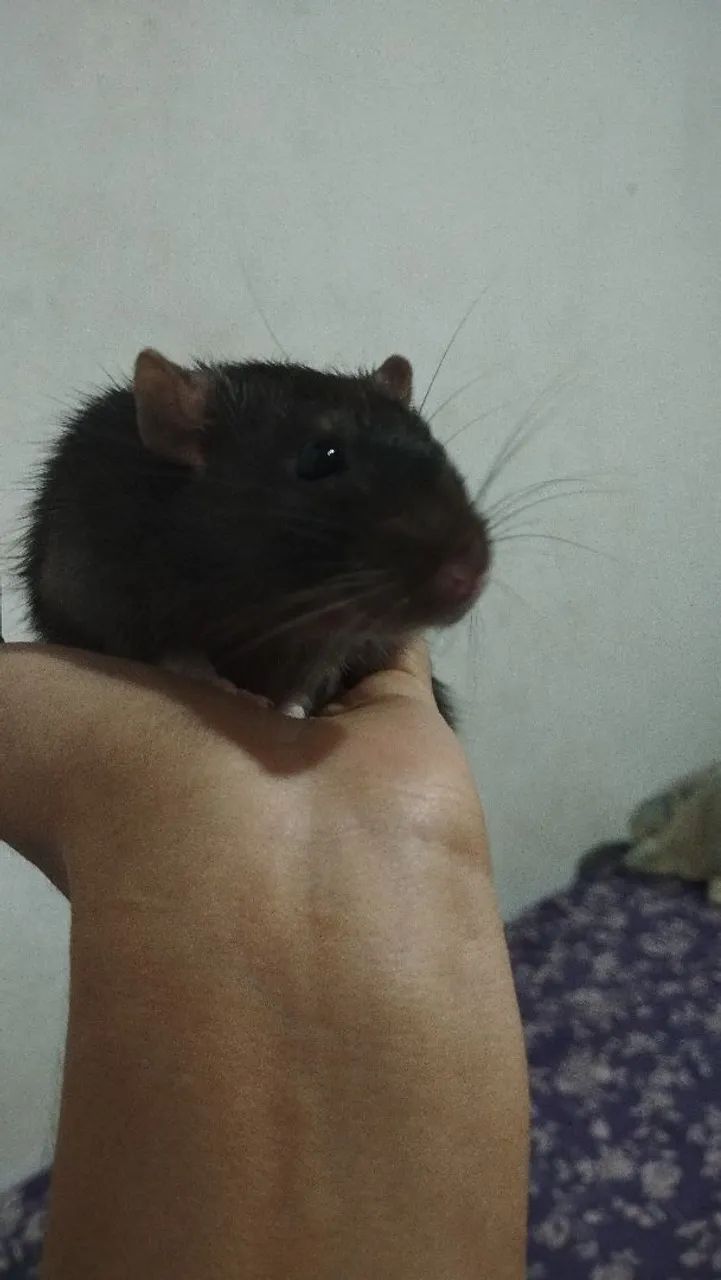Rato Twister  - Foto 2