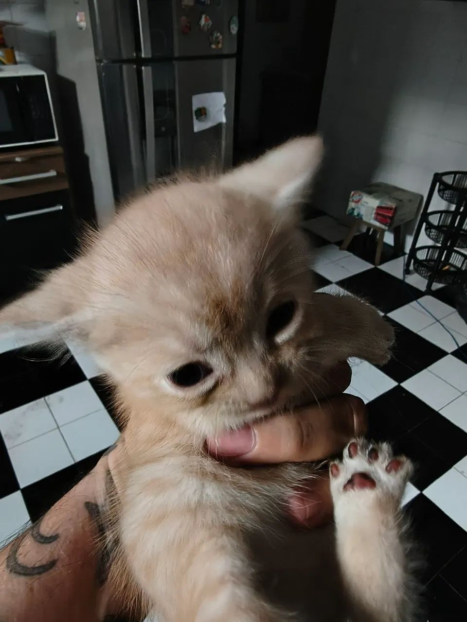 Doação Filhote Persa com Bombay muito fofo - Foto 5