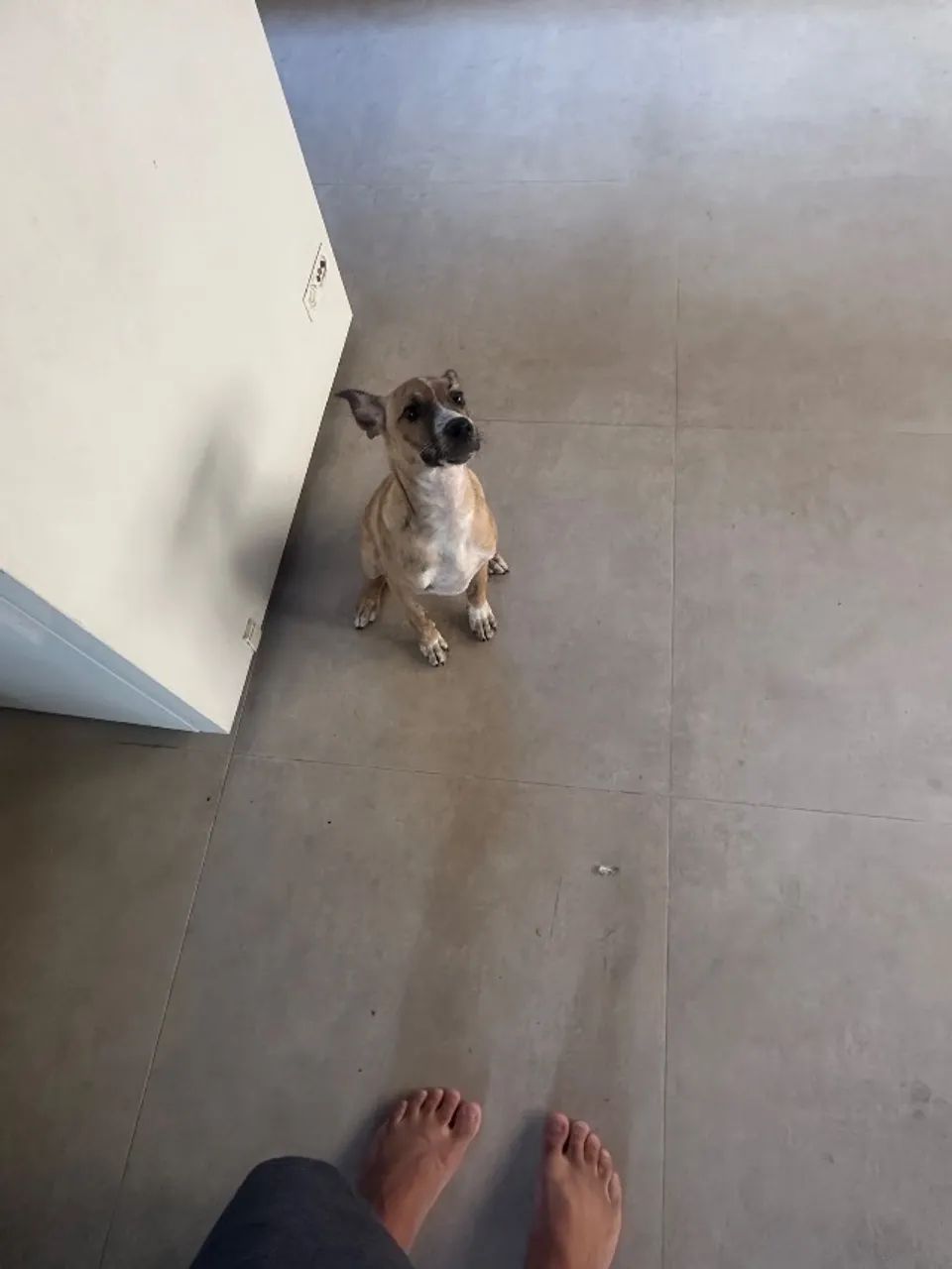 Cachorro filhote macho - Foto 2