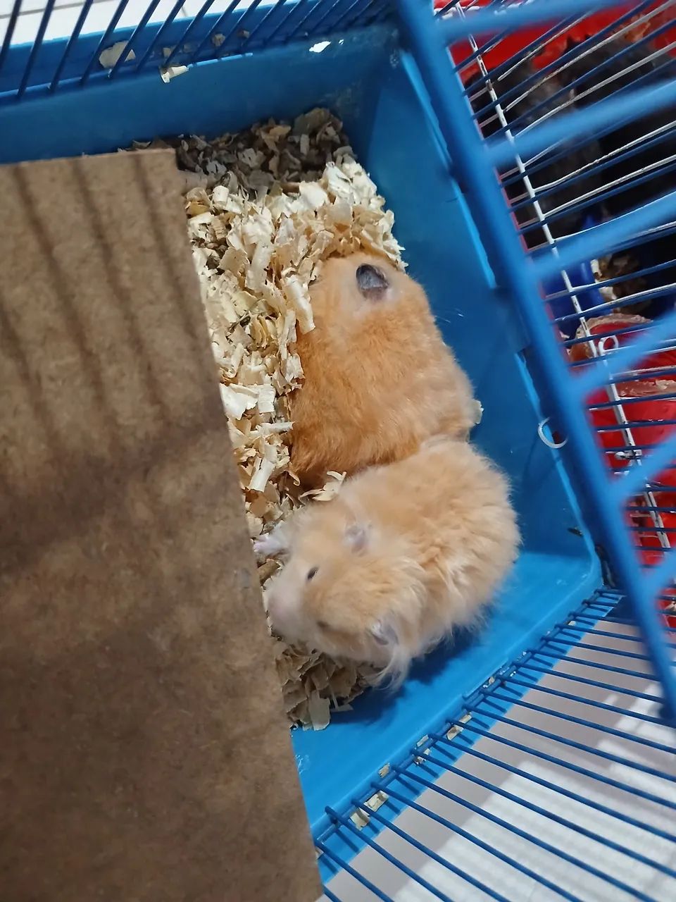 Hamster sirios lindos  - Foto 4