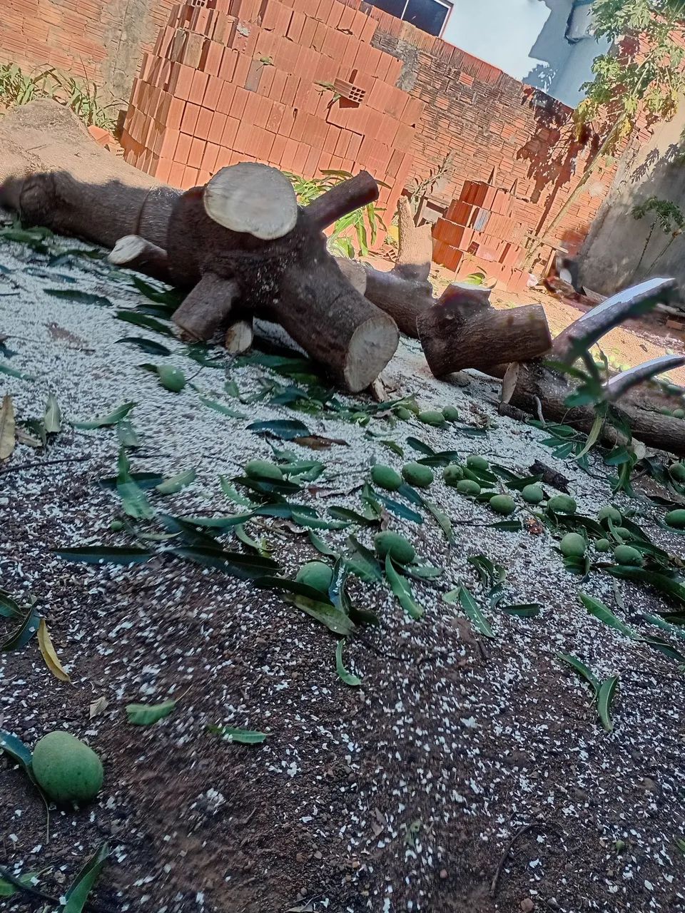 Poda de árvores palmas - Foto 4