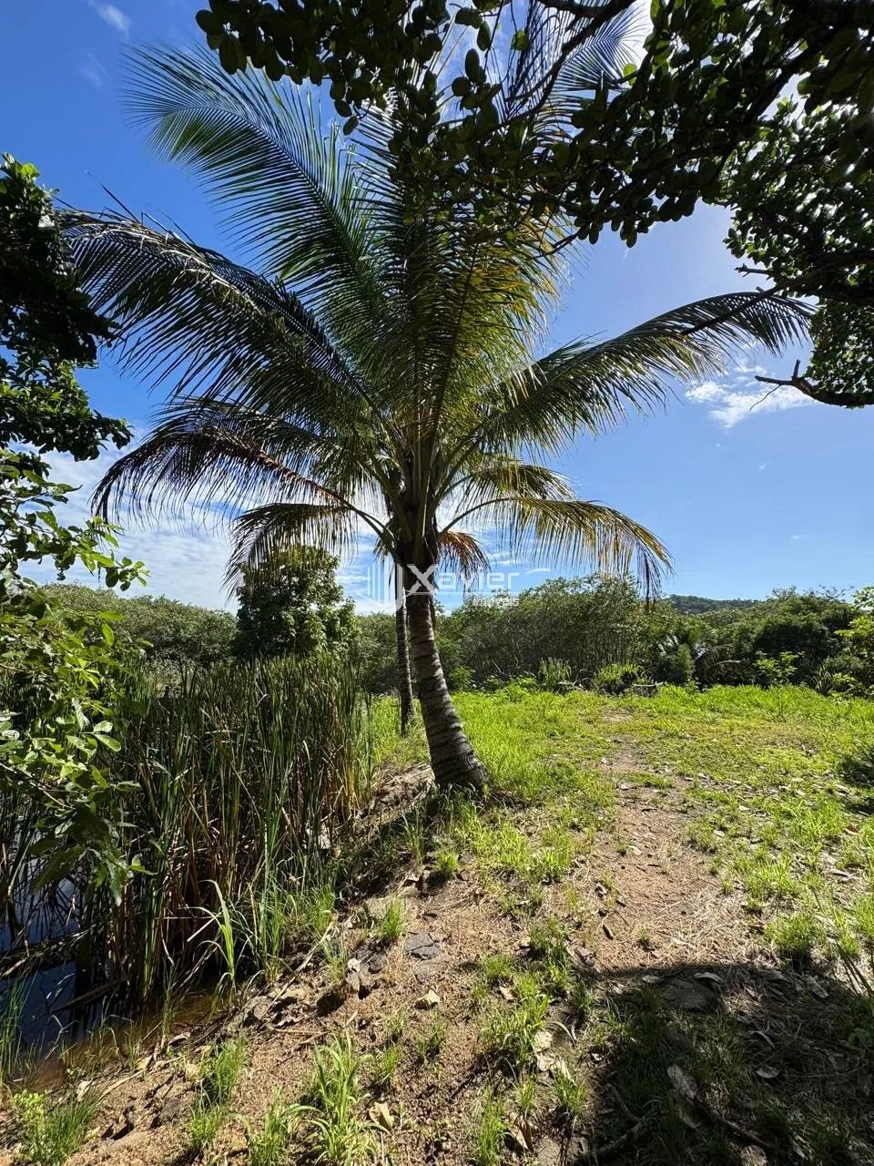 Chácara Escriturada com 6.500 m², Nascente, 2 Lagoas e Árvores Frutíferas à Venda no Jabar - Foto 9