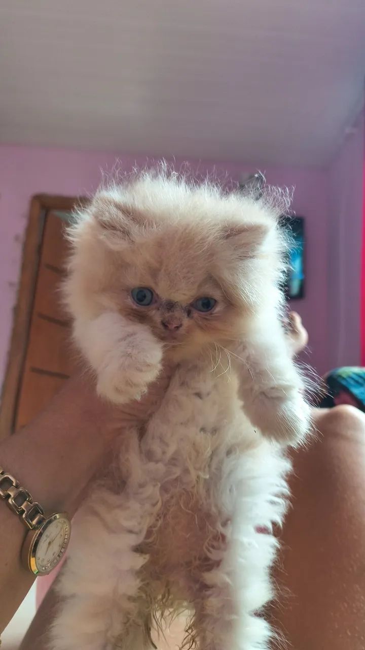 Gatos persa 