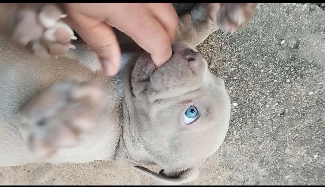 Cachorro  - Foto 2