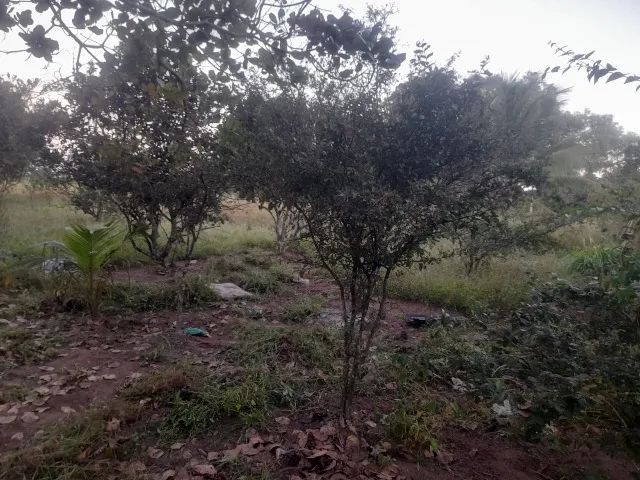 CASA COM MEIA TAREFA DE TERRA - Foto 4