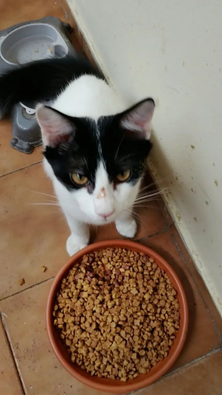 Dois gatos para adoção  - Foto 2