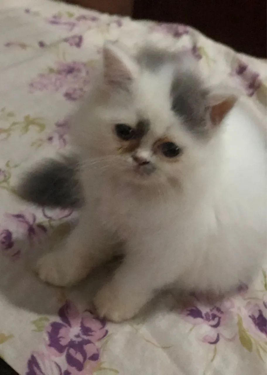 Gatinho Persa disponível  - Foto 3