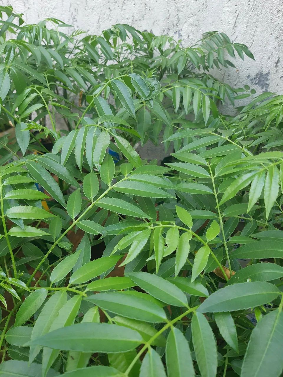 Mudas frutiferas