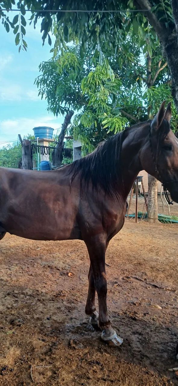 Vendo cavalo campolino puro - Foto 2