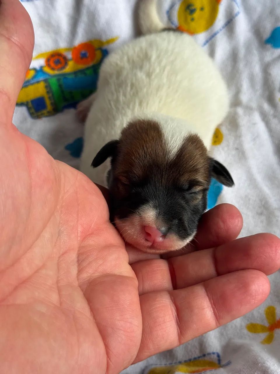 Jack Russel terrier  - Foto 4