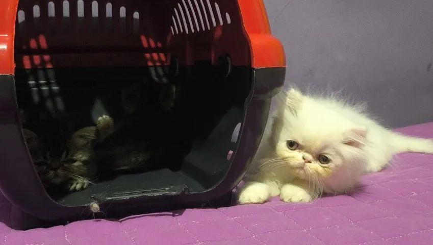 Filhotes de Gato Persa Exótico e Pelo Longo - Foto 2