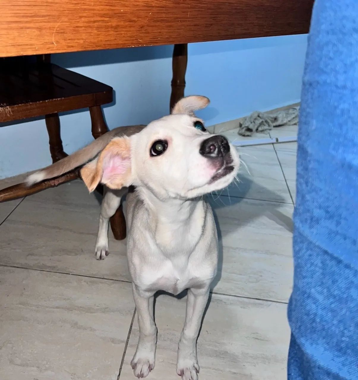 Cachorra doação Mandy  - Foto 2