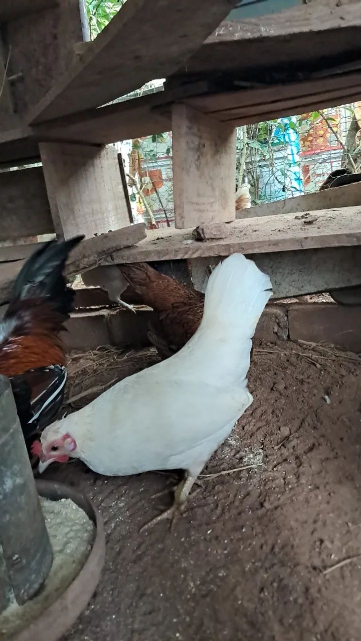 Galos e galinhas Garnizes 