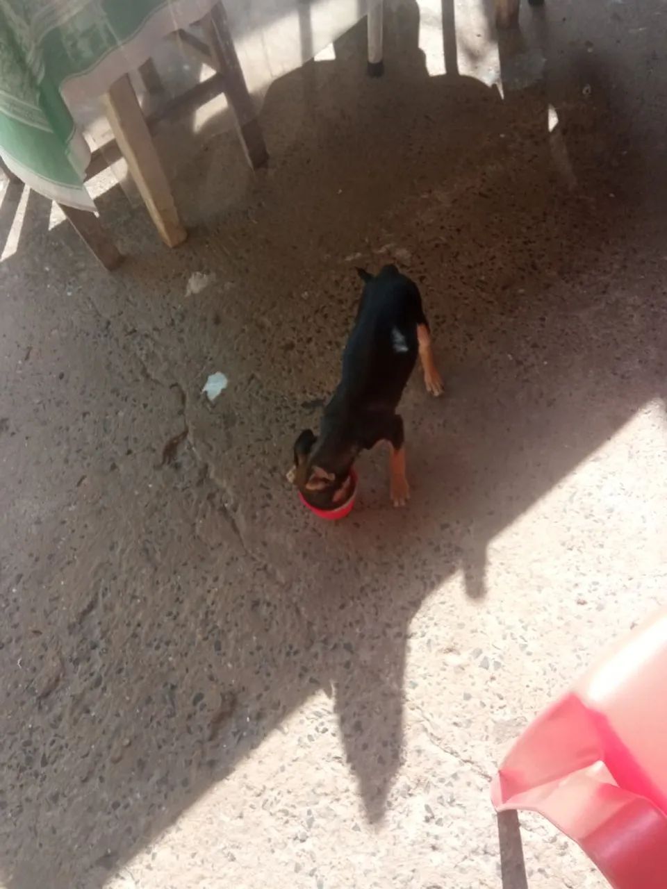 Cachorro macho porte pequeno  - Foto 4