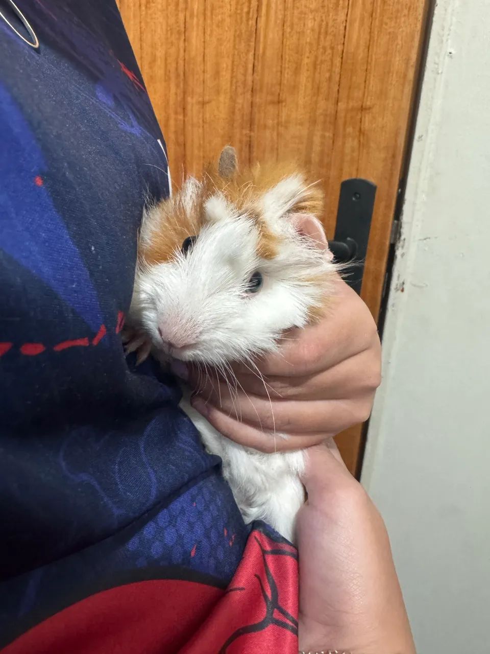 Porquinho da índia peruano - Foto 4