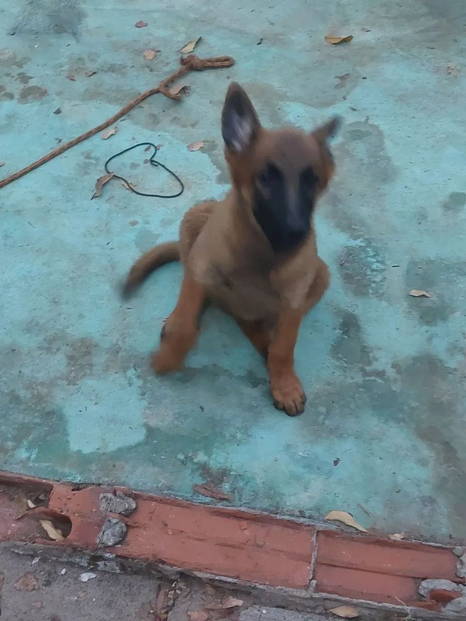 Pastor Belga de Malinois  - Foto 4