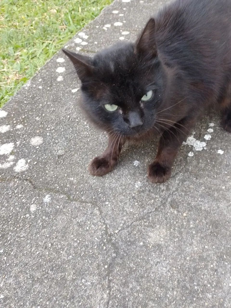 Gatinho procurando um lar. - Foto 5