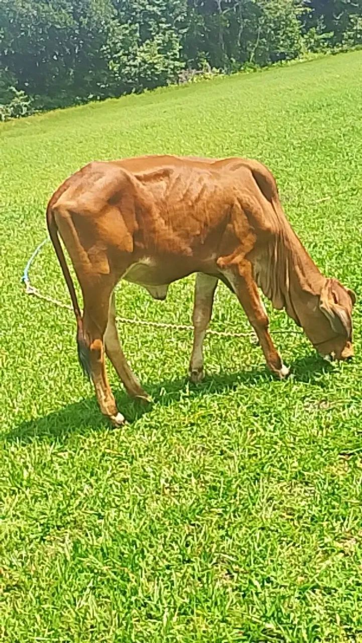 Estou vendendo uma bezerra - Foto 6