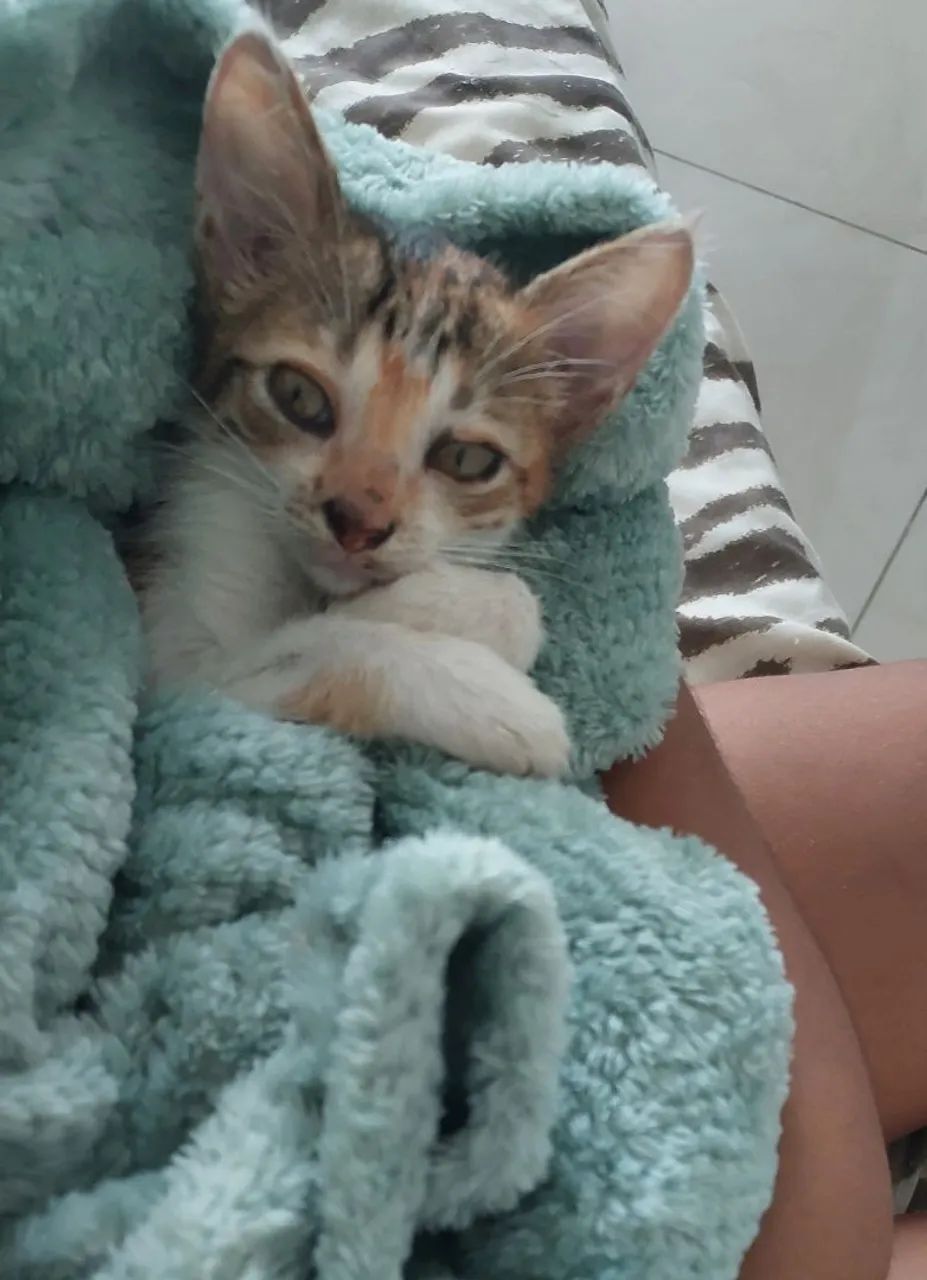 Gatinha carinhosa para adoção responsável 