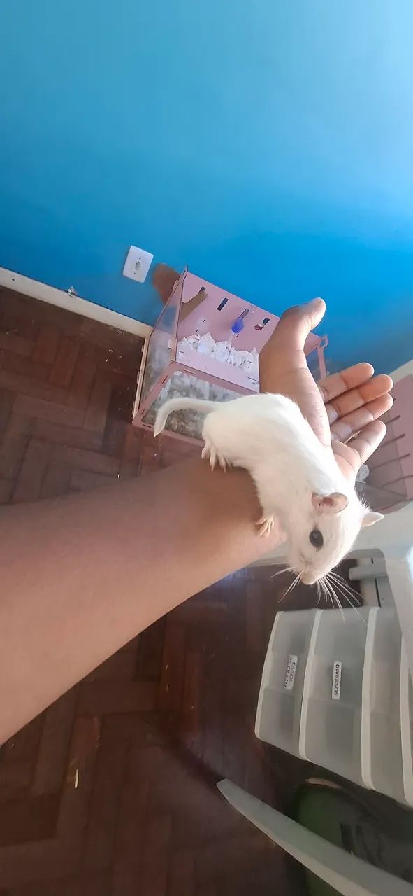 Gerbil (esquilo da mangolia)