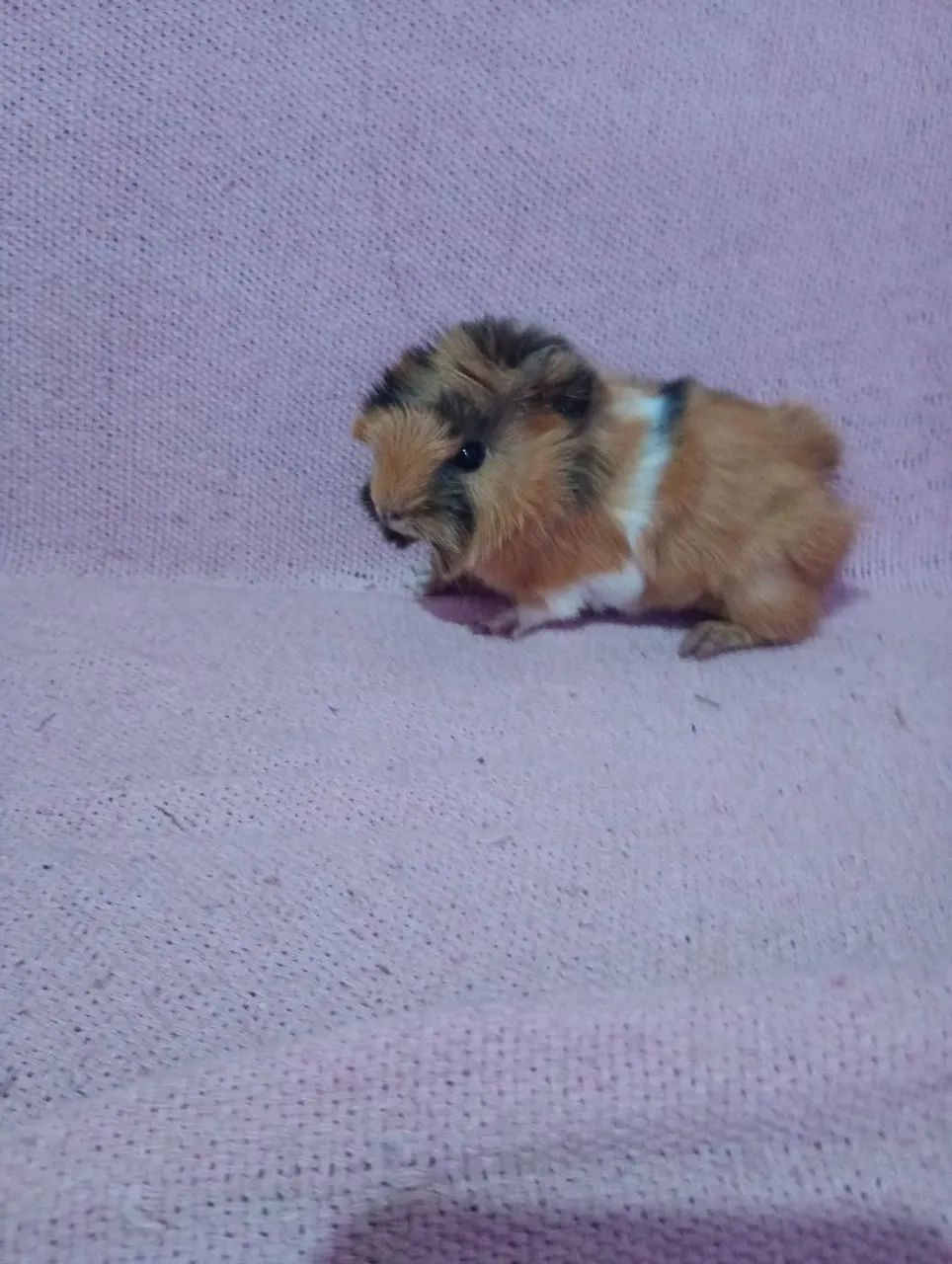 porquinho da índia macho