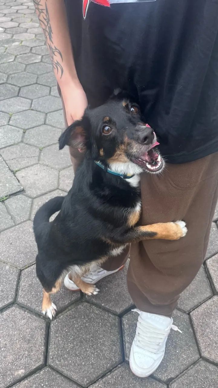Cadela pra doação  - Foto 3