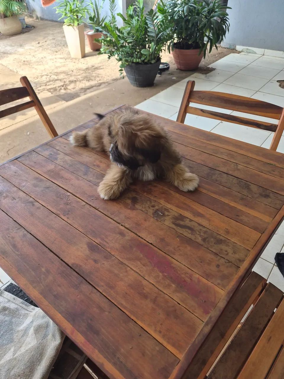 Cachorro  - Foto 4