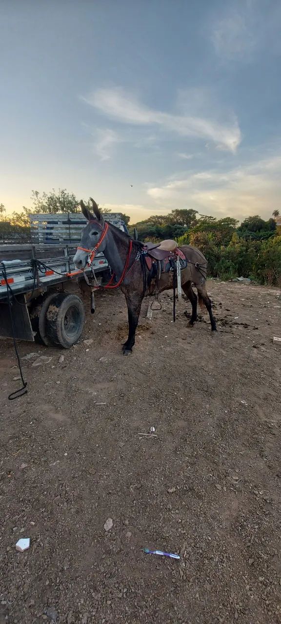 Mula a venda