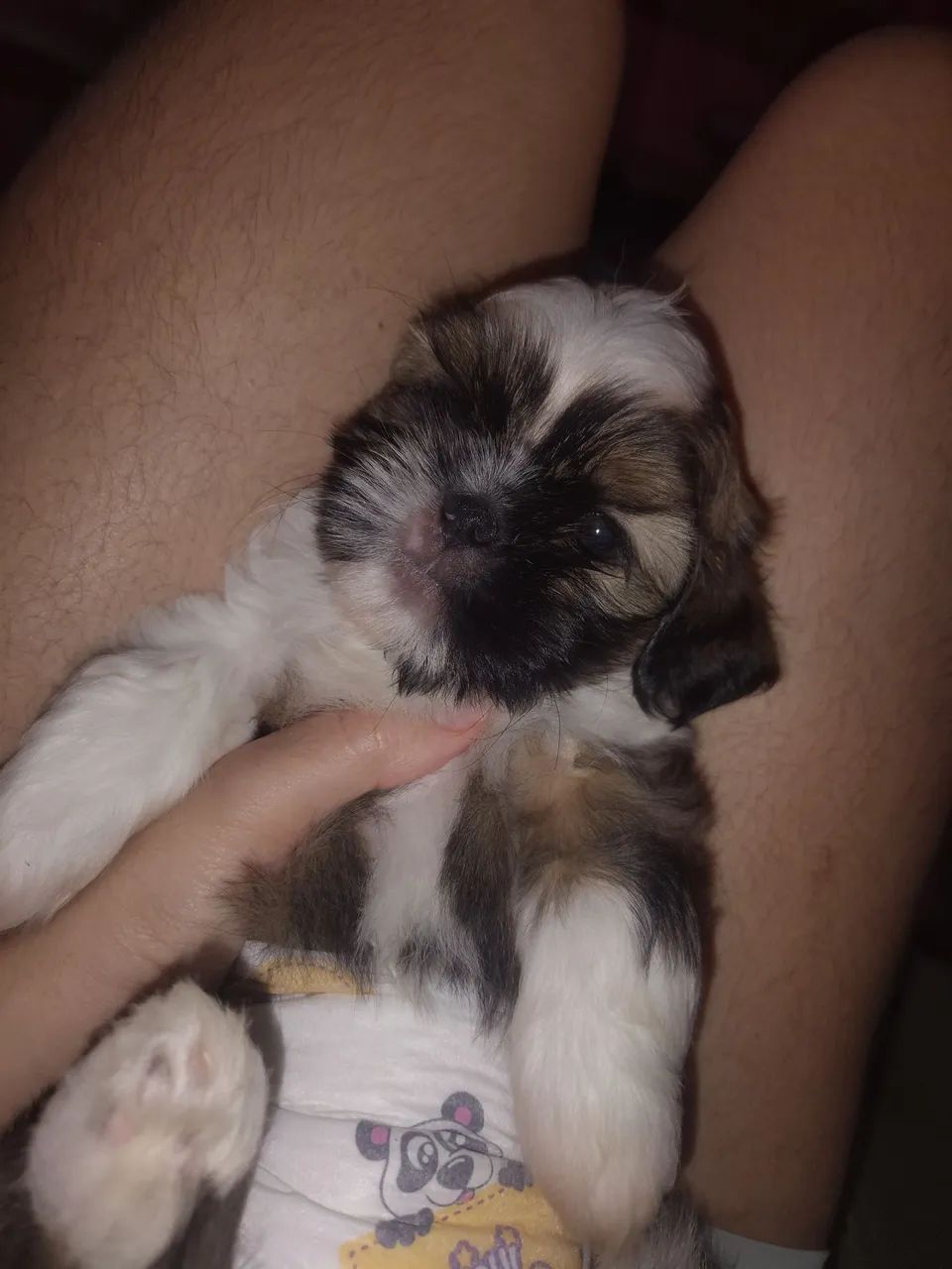 Cachorro Shitzu macho