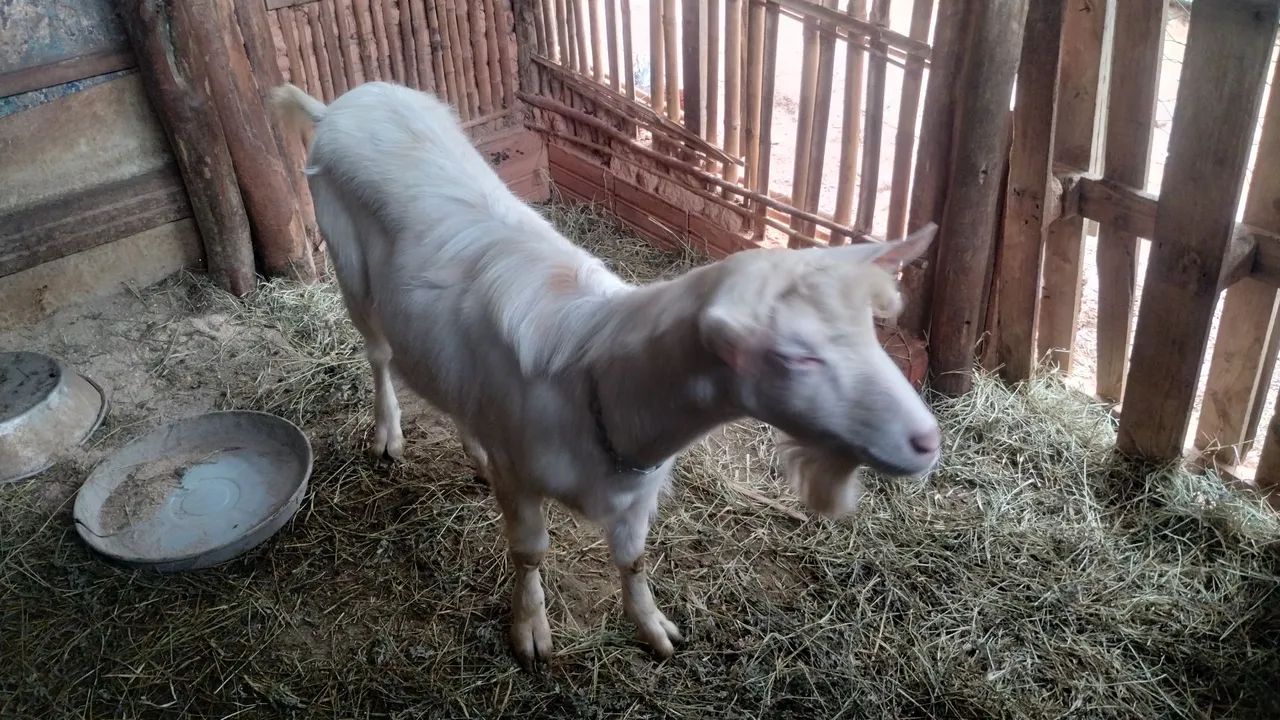  Vendo cabrito saane  - Foto 4