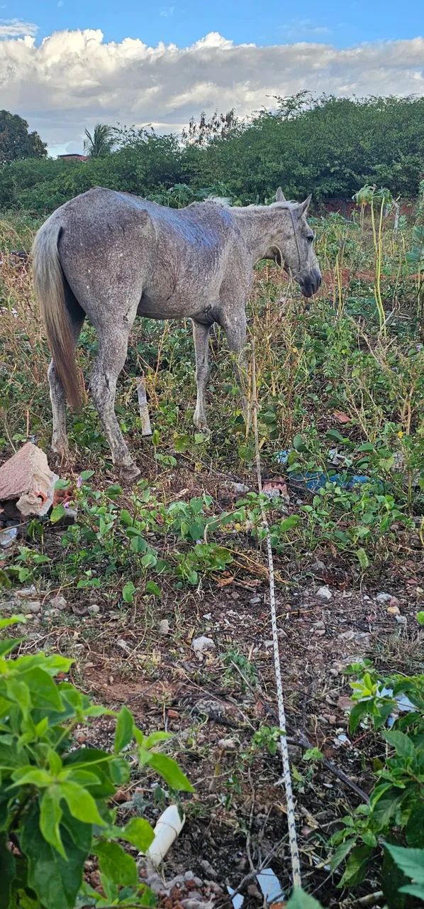 Cavalo de sela em Mossoró  - Foto 2