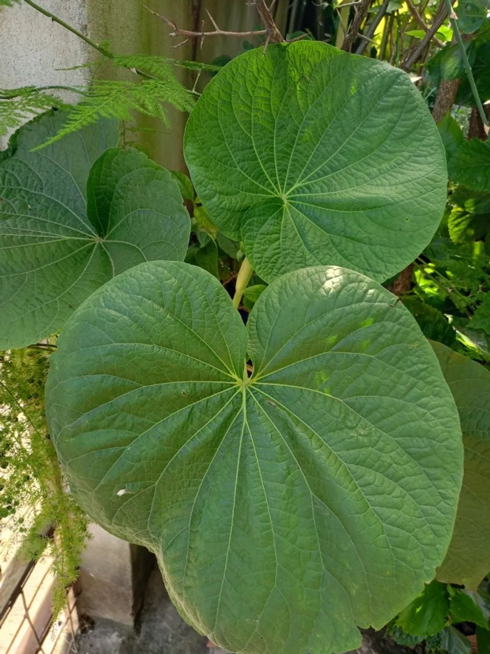 muda de plantas em geral - Foto 5