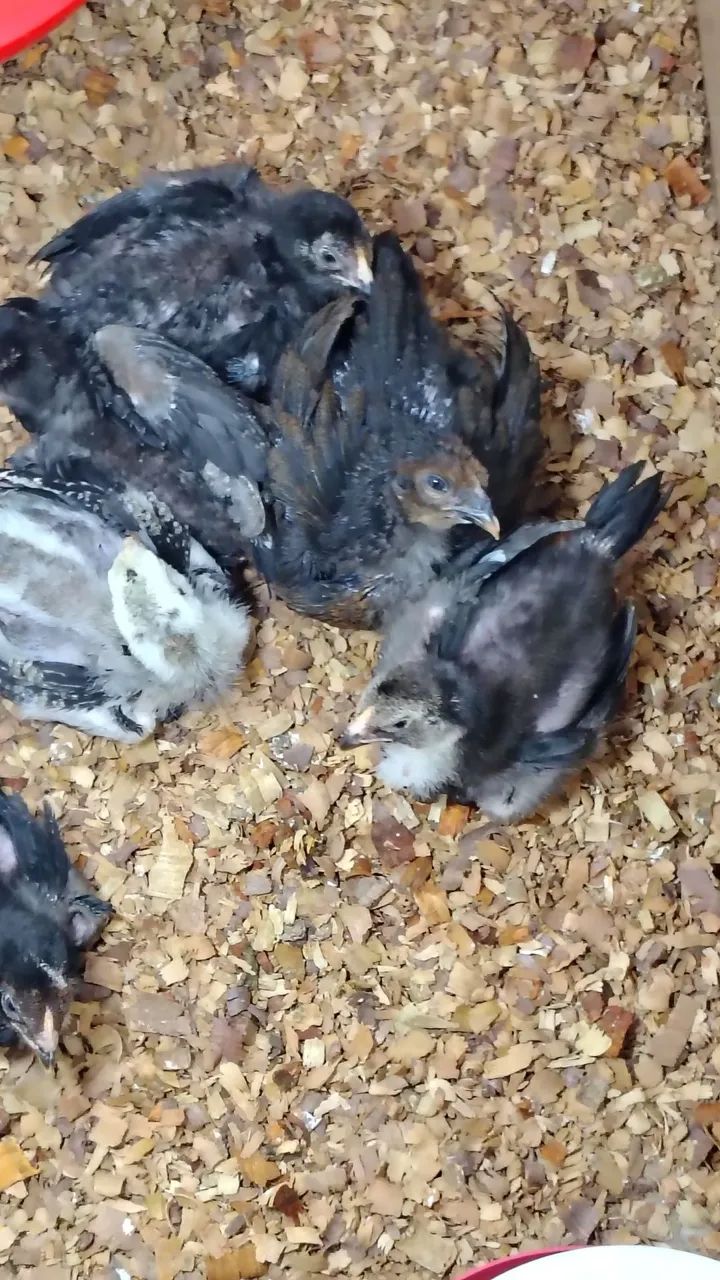 Pintinhos da raça Mura com 18 dias valor individual r$ 30 - Foto 3