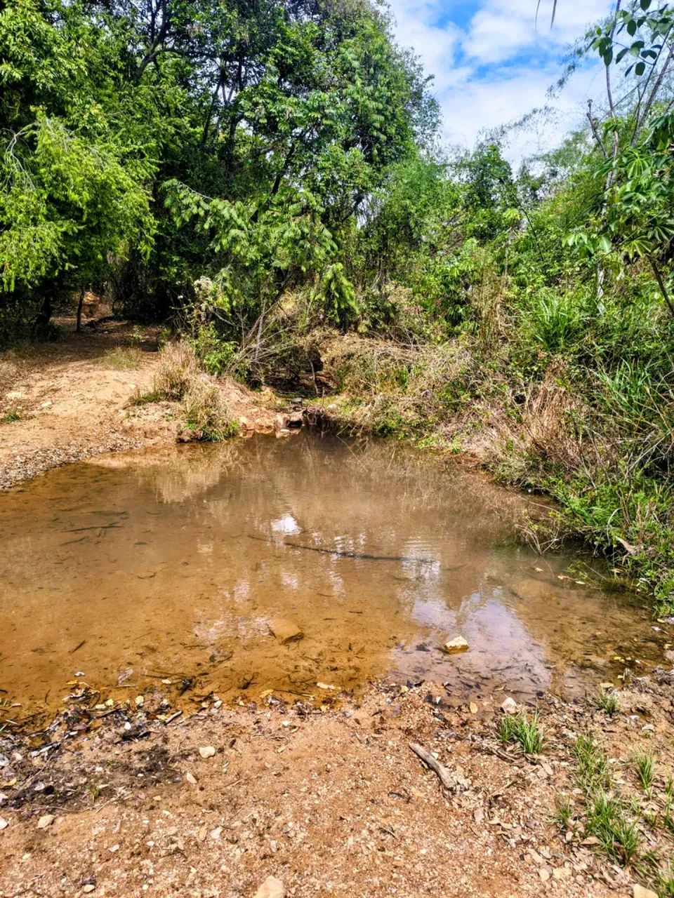Fazenda Dupla Aptidão - 180 Alqueires! - Foto 4