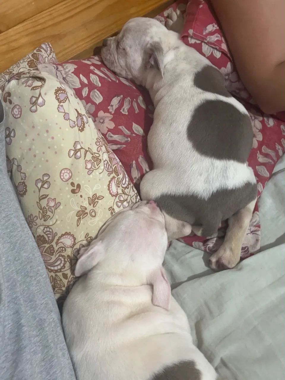 American Bully macho  - Foto 5