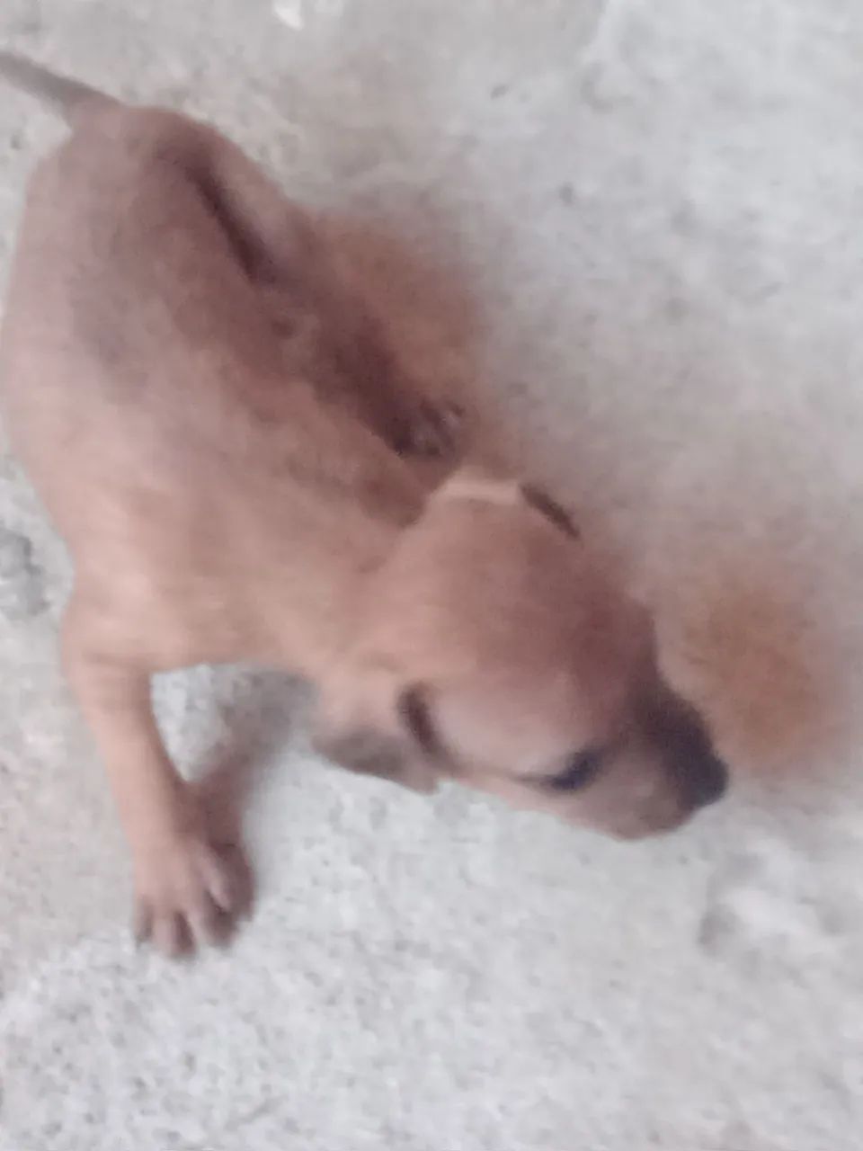 Somente  vendo  - Foto 5