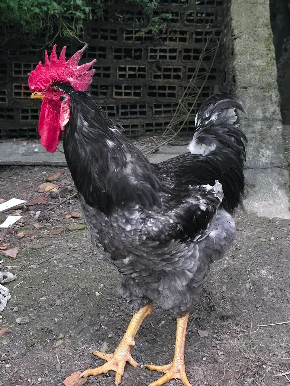 Frango GSB balão sertaneja - Foto 3