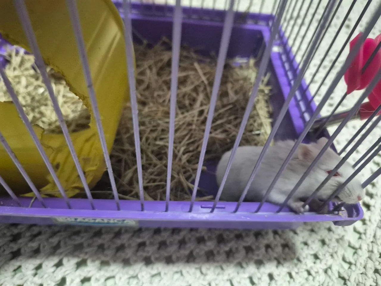 Hamster com terrario  - Foto 2